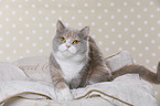 sitting British Shorthair