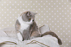 sitting British Shorthair