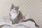 sitting British Shorthair