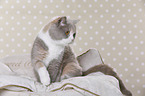 sitting British Shorthair