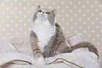 sitting British Shorthair