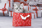 British Shorthair Kitten