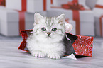 British Shorthair Kitten