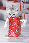 British Shorthair Kitten