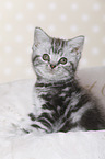 British Shorthair Kitten