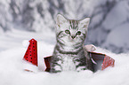 British Shorthair Kitten