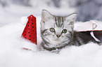 British Shorthair Kitten