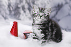 British Shorthair Kitten
