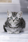 British Shorthair Kitten
