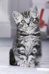 British Shorthair Kitten