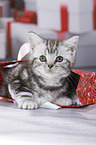 British Shorthair Kitten