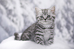 British Shorthair Kitten