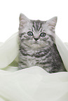 British Shorthair Kitten