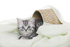 British Shorthair Kitten