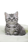 British Shorthair Kitten