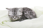 British Shorthair Kitten