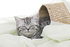 British Shorthair Kitten
