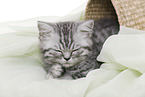 British Shorthair Kitten