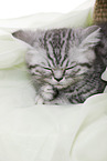 British Shorthair Kitten