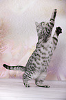 young British Shorthair