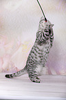 young British Shorthair