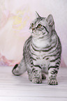 young British Shorthair