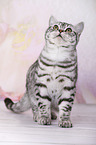 young British Shorthair