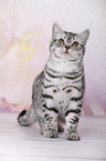 young British Shorthair