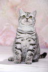 young British Shorthair
