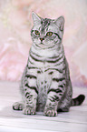 young British Shorthair