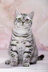 young British Shorthair