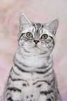 young British Shorthair