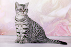 young British Shorthair