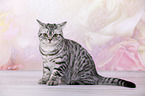 young British Shorthair