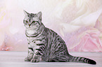 young British Shorthair