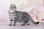 young British Shorthair