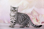 young British Shorthair