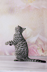 young British Shorthair