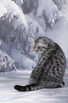 young British Shorthair