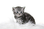 British Shorthair Kitten