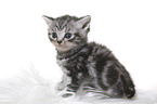 British Shorthair Kitten