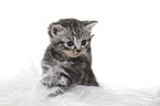 British Shorthair Kitten