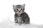 British Shorthair Kitten