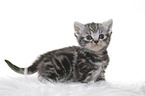 British Shorthair Kitten