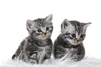 British Shorthair Kitten