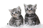 British Shorthair Kitten