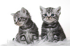British Shorthair Kitten