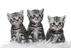 British Shorthair Kitten