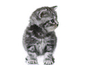 British Shorthair Kitten