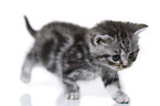 British Shorthair Kitten